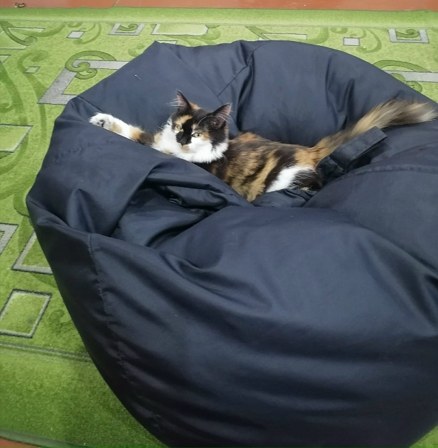 28 октября в районе ул Правды 21 п Балахта потерялась кош...