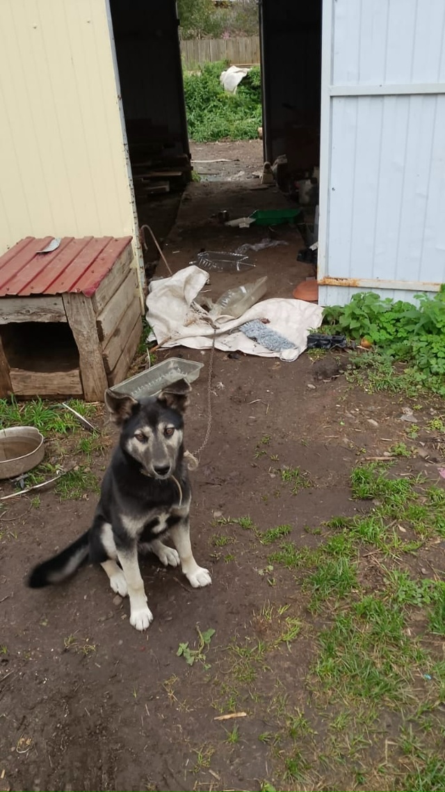 Потерялась собака
Если кто то видел пожалуйста позвон?...