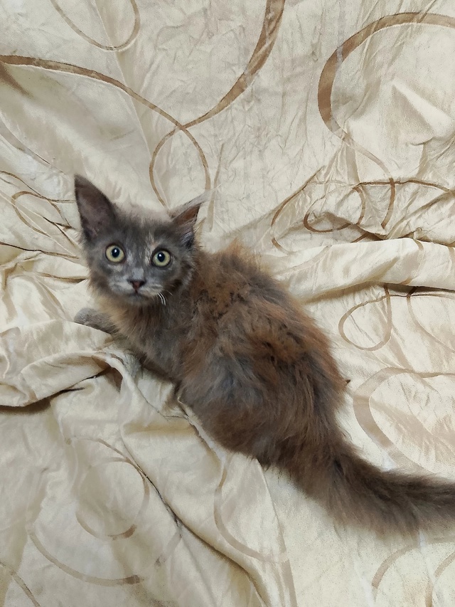 Котята ищут дом
+7 930 841-38-54 Наталья