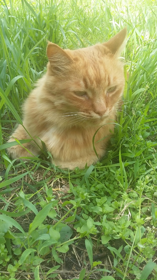 Сегодня не стало моего Рыжика. Попросила у него прощен?...