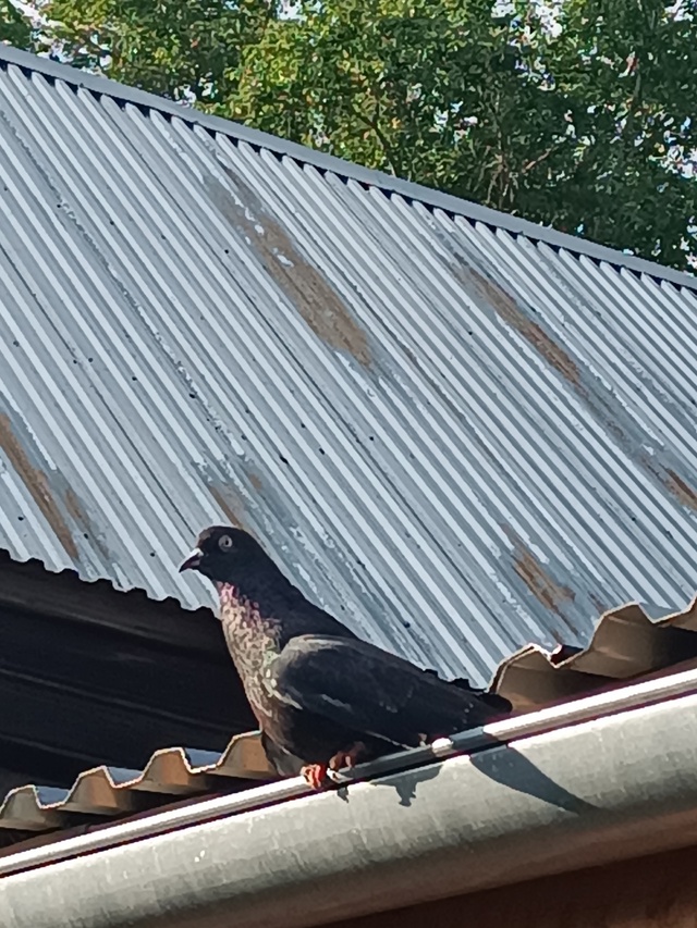 Чей голубь потерялся? Прилетел и живёт у нас уже дней 10....