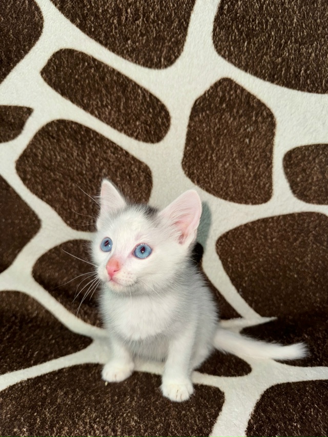 Ищут любящих хозяев котята. Были найдены на улице, куша...