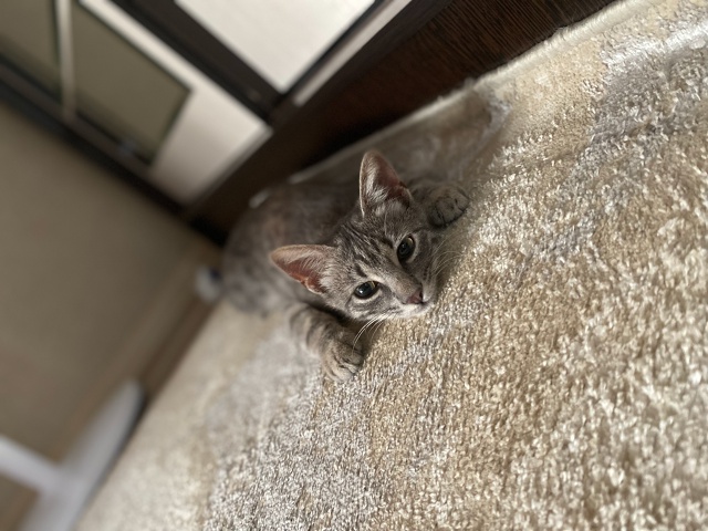 Кошечка в добрые руки
89180533425 ватсапп