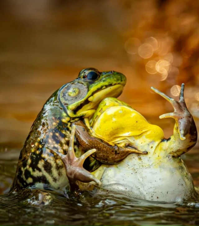 Показали финалистов фотоконкурса Nikon Comedy Wildlife Awards 2025 —...