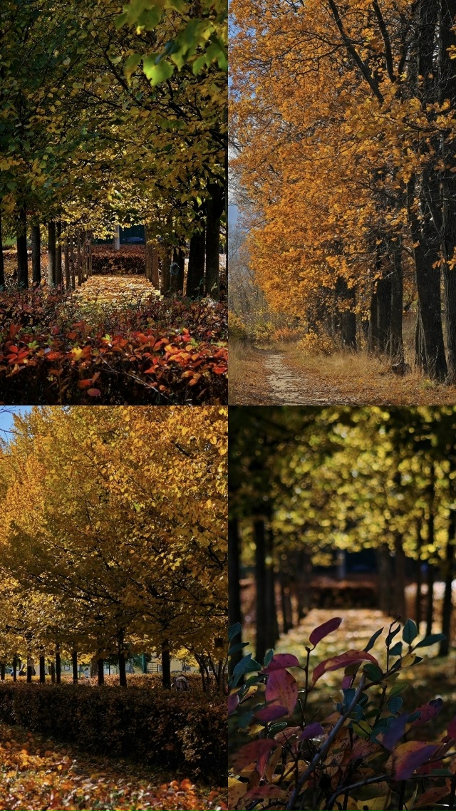 Воскресенье октября 💛✨🍁