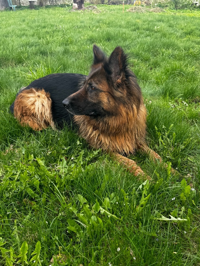 Добрый вечер! Из деревни Вяземское убежала немецкая ов...