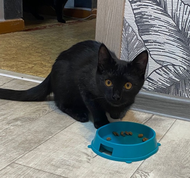 ОСОБЕННЫЙ ЧУДО-КОТЁНОК 🐈‍⬛ ИЩЕТ ЛЮБЯЩУЮ СЕМЬЮ❣️
😿 ...