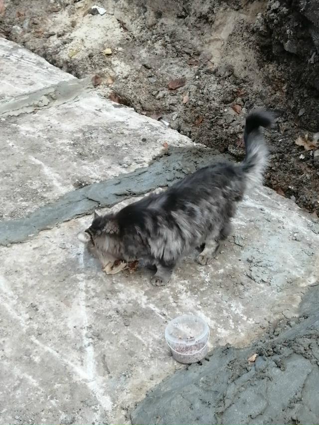 Чей потеряшка