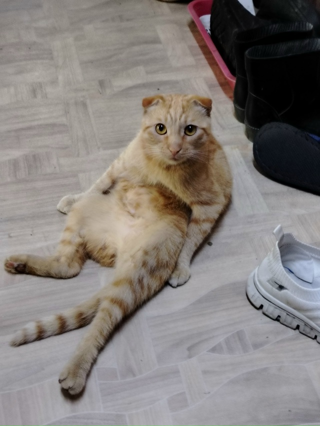 Пропал кот ! Может кто нибудь видел ,писать [id51839599|Анюта...