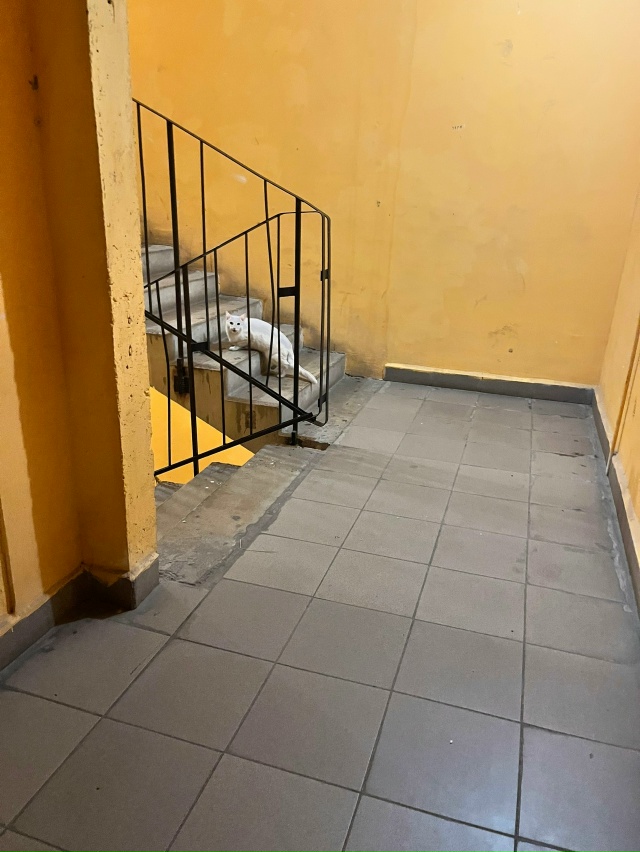 Чья потеряшка? Сидит на 5 этаже на школьном 3, 3 подъезд