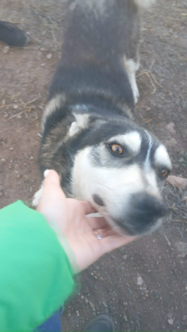 Каму нужна собака прибилась к нашему двору очень добры...