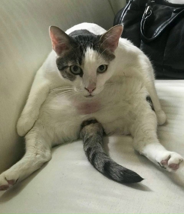 Батон Быкует)