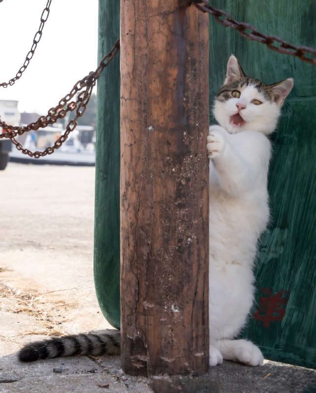 Фотограф из Японии Масаюки Оки уже давно снимает уличных котов в Токио, чтобы показать самые весёлые