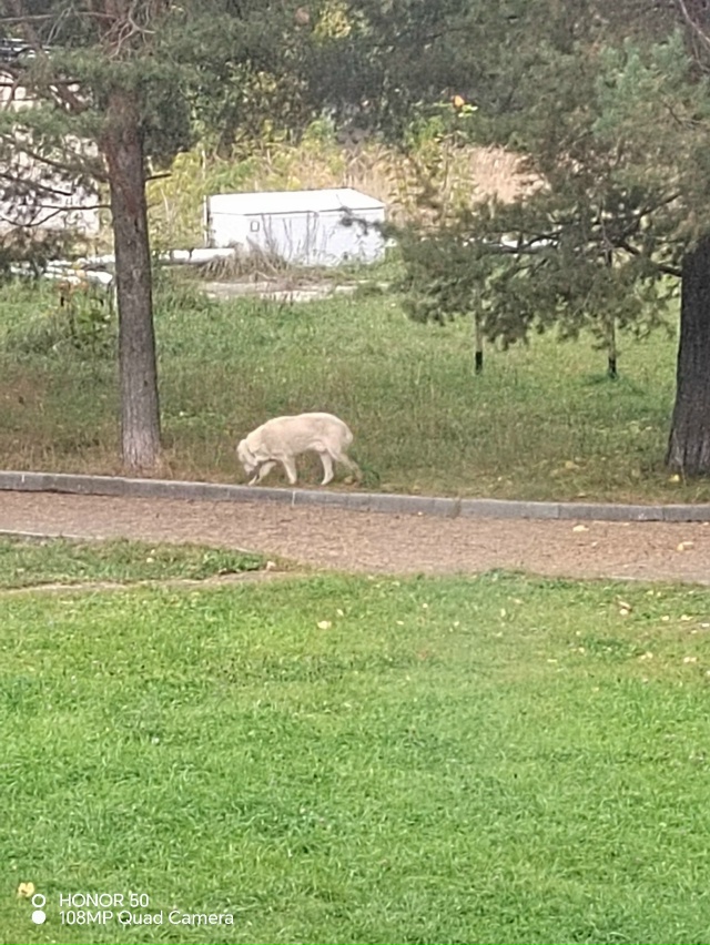 Щурово, Красноармейская 100-городок, гуляет Алабай. Кто ?...