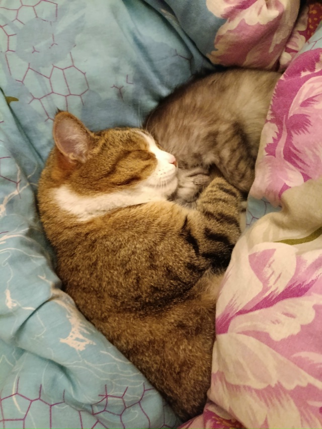 Потеряли кота большого 9233813843