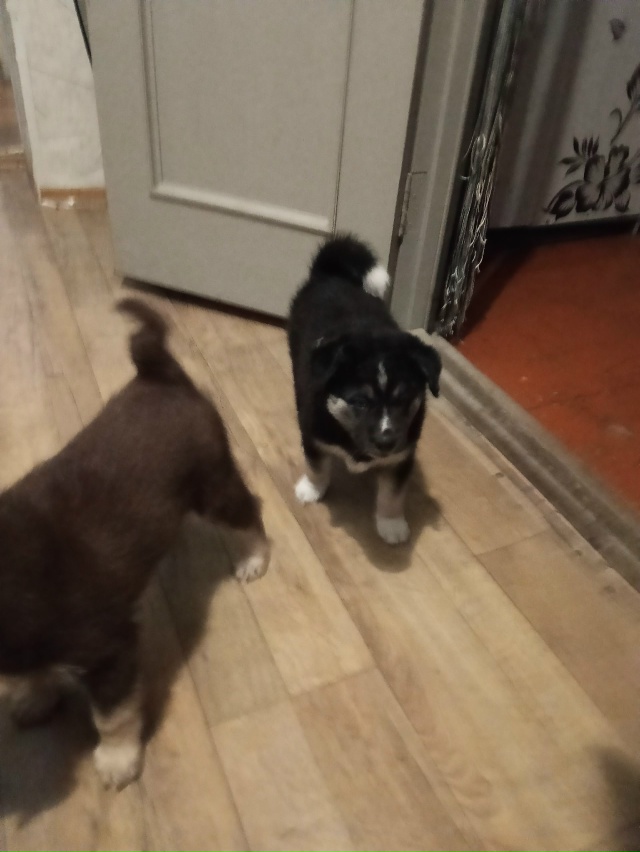 Срочно отдадим в добрые руки щенков, мама хаски папа ла...