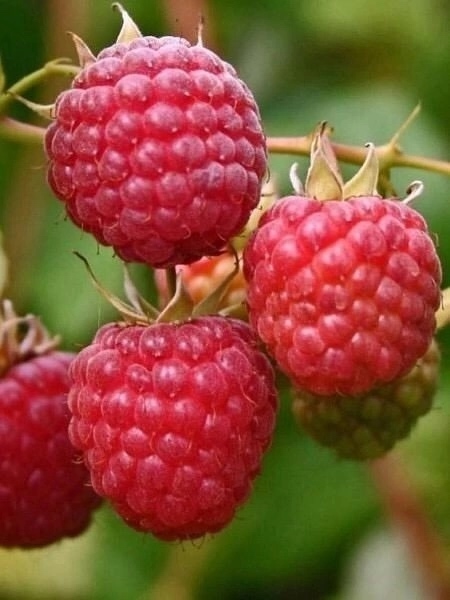 ⚠🍓⚠🍓⚠🍓⚠🍓⚠🍓 Жители г Лангепас!!! 12 августа завоз...