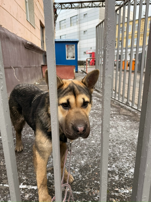 Чей потеряшка?
Центр. Видно что молодой
С ошейником, б?...