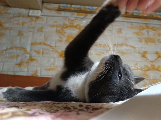 Пропала кошка, улица Энтузиастов. Зовут Лили, ошейника ...