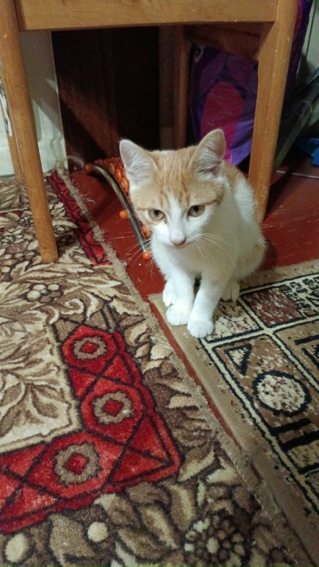 Пристраивается необычайно мурлычящий котик 4 месяцев ,...