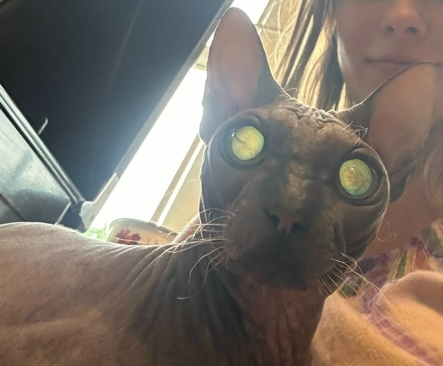 Всратые кроватные Груша ( с усами) и Киви