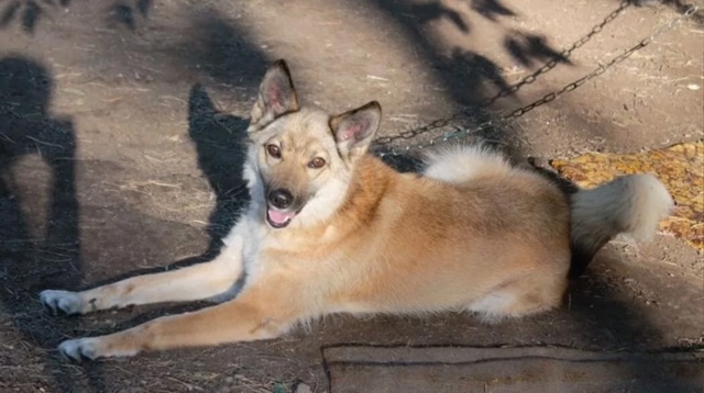 Альфочка ищет хорошую семью! 🙏🐕 Пристраивается в от...