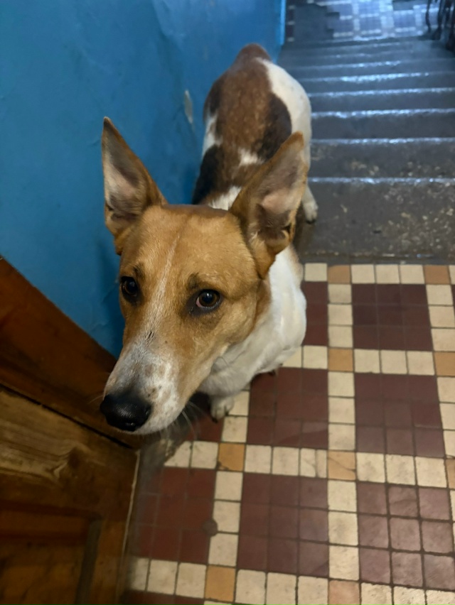 ❗️Хозяин отзовись❗️
Этот малыш сидит в подъезде со ?...