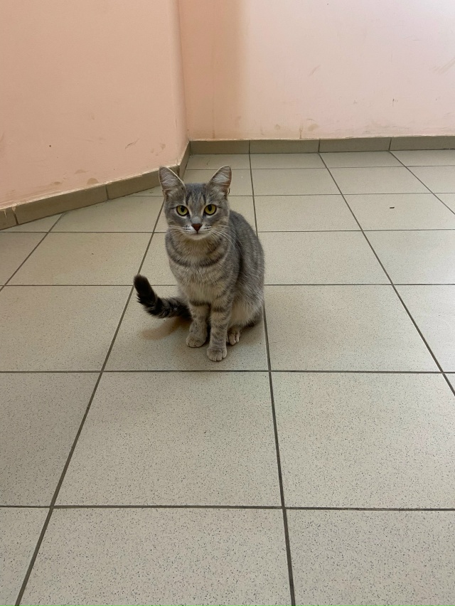 Животные
1. Прошу помощи, потерялась собака-лайка свет?...