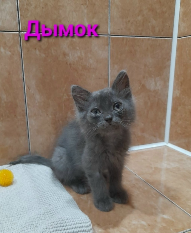 Мы КОТЯТА, шустрые ребята 😽,
Очень ИЩЕМ ДОМ 🏠,
Чтоб сч?...