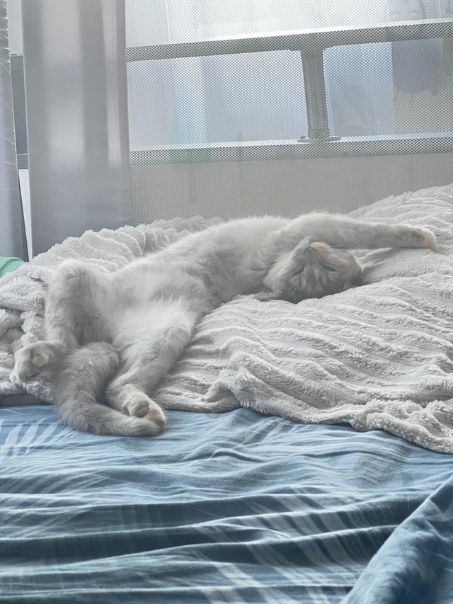Котенок выбежал вечером из квартиры, когда поняли уже ?...