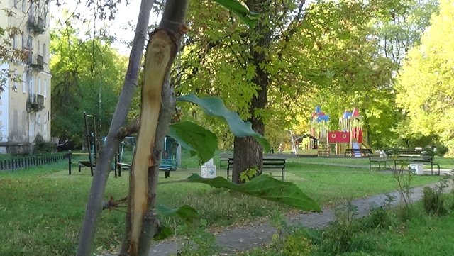 В яблоневом саду на Чайковского вандальные дебилоиды ?...