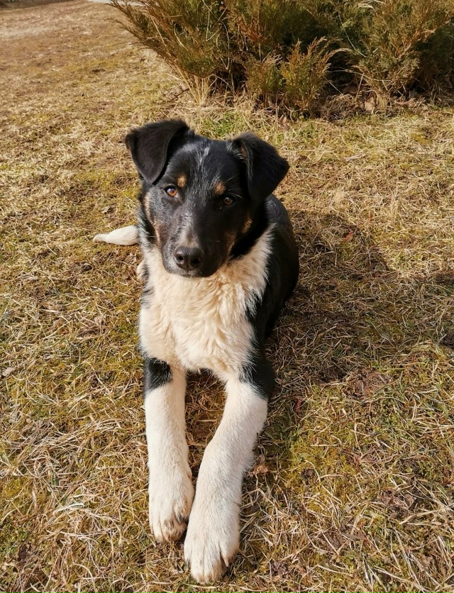 Пропала собака по кличке 