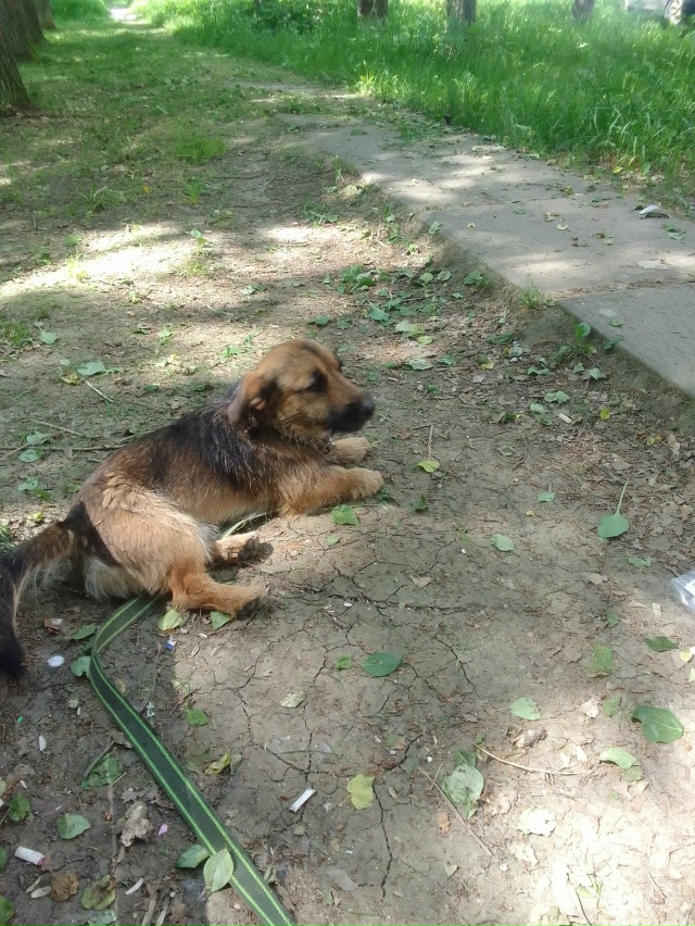 Пропала собака по кличке 