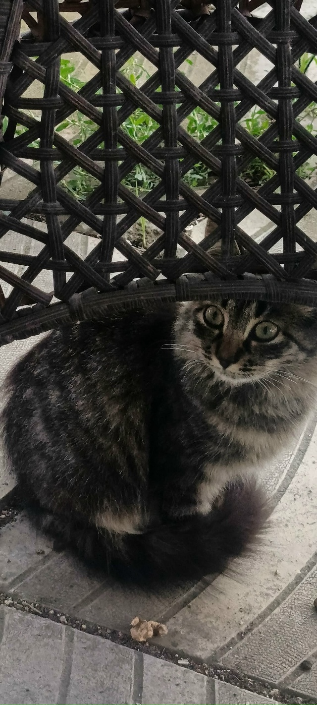 Отдам котенка в добрые руки)