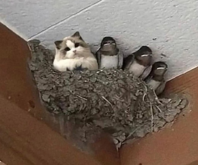 Котик пухленький, может улететь раньше! Причем с гнезд?...