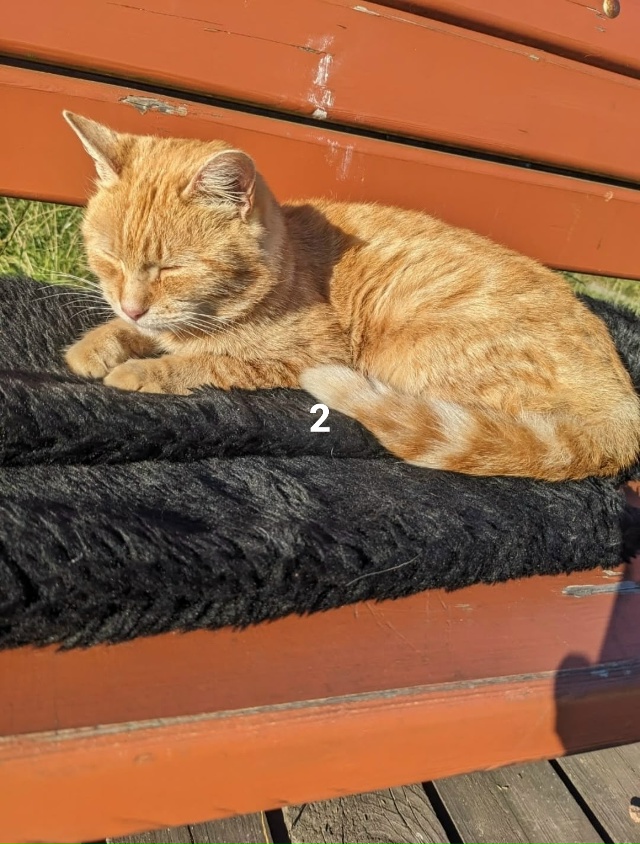 #ПотерялиНашлиПомогите
1 Остановились семьей в Скребл...