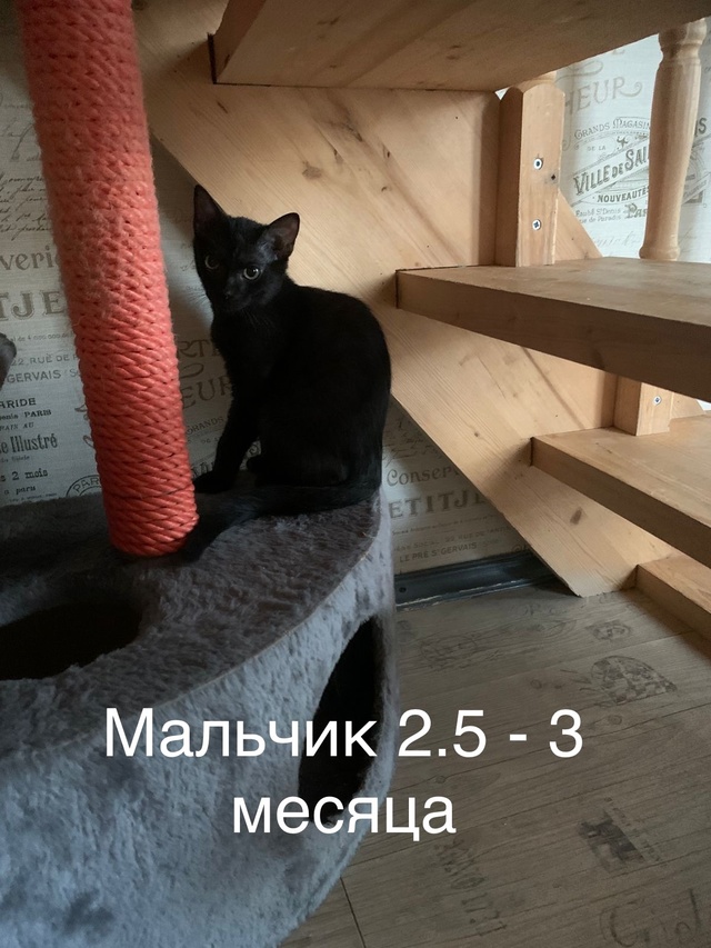 Кировск 🆘.
Срочно нужен дом котятам.
Они все разные, но...