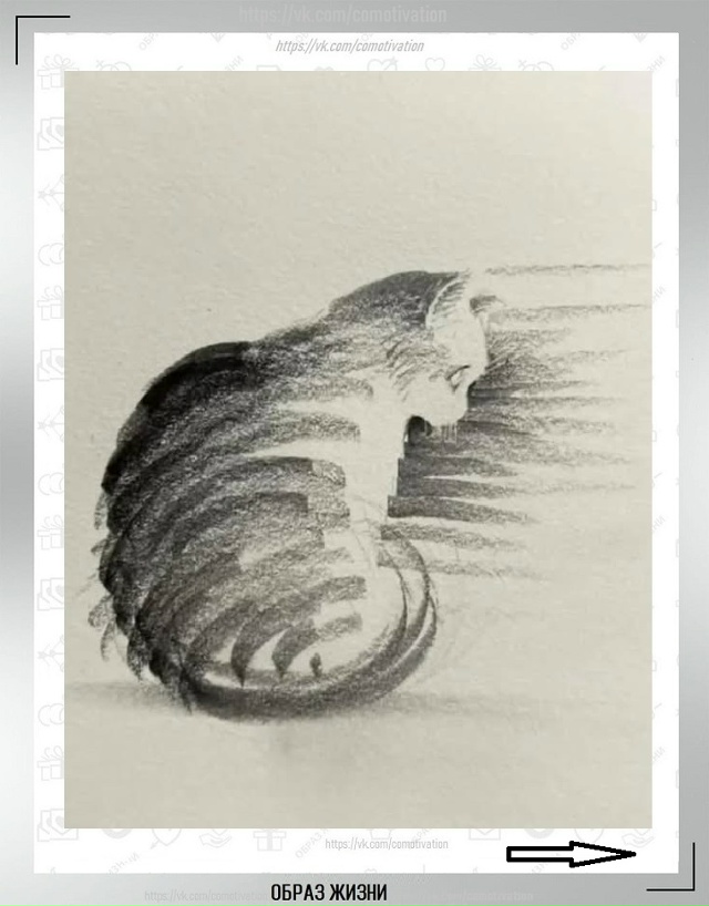 Вот такая милота. Ну куда же без кота.