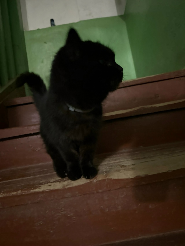 Чей потеряшка? Видно, что котёнок домашний с ошейником....