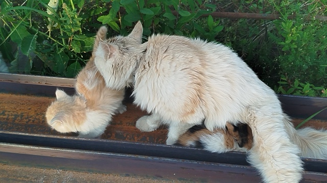 Кому нужны котята от хорошей кошечки? ( бездомная сама, ...