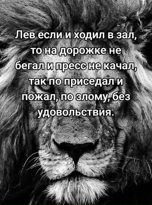 Сегодня отмечается всемирный день льва😼