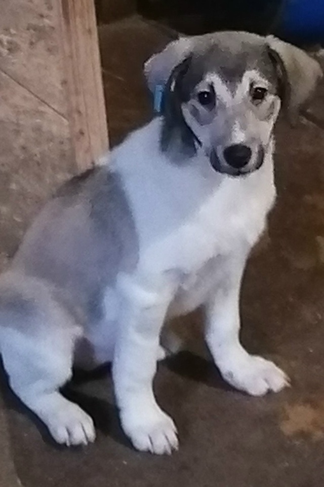 Вот такие звёздочки четверолапые Две сестрички Герда ...