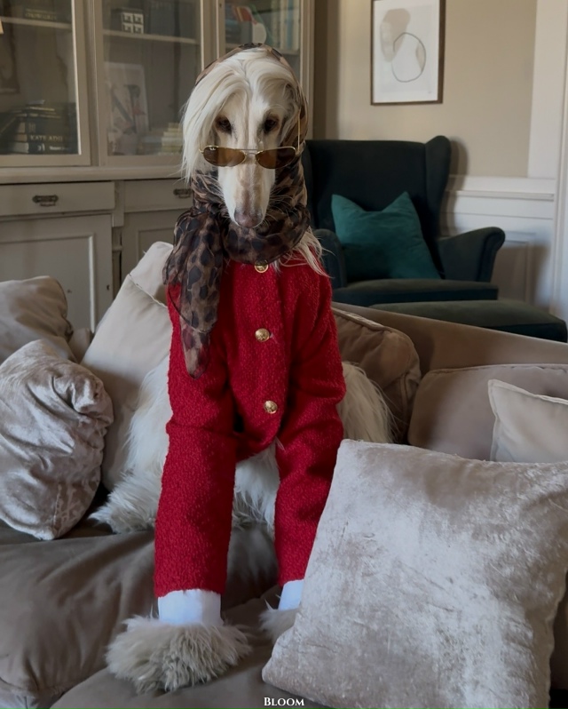 Что вы вообще знаете о стиле? Что?
Это собака Саманта —...