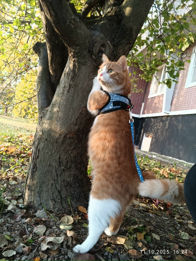 Рыж на прогулке ☀Провожая последние, тёплые дни осени ...