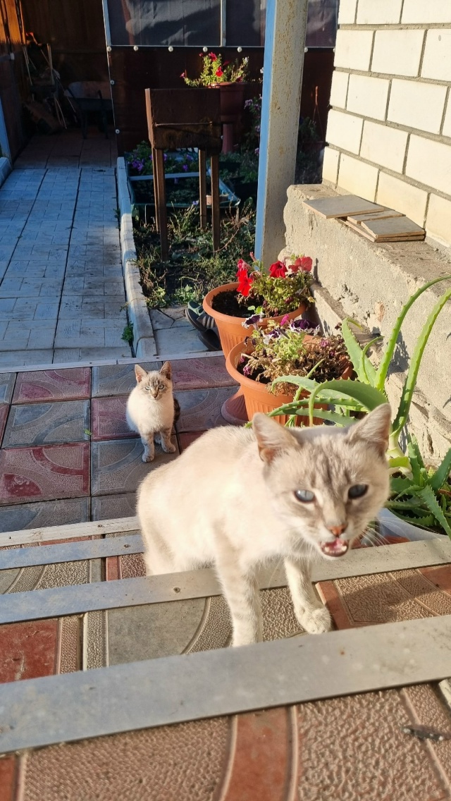 Помогаю информационно!!!
Пристраиваются котята в добры...