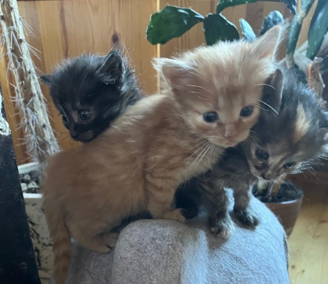 В нашей команде пополнение — ищем дом для трехцветных ...