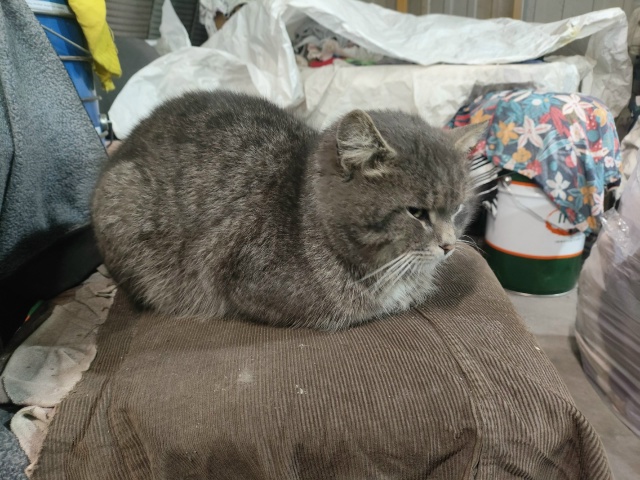 #мявстерская
Пуфыстое