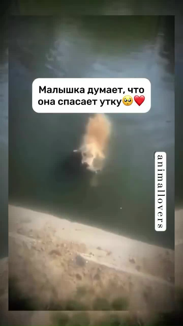 Какая же прелесть)