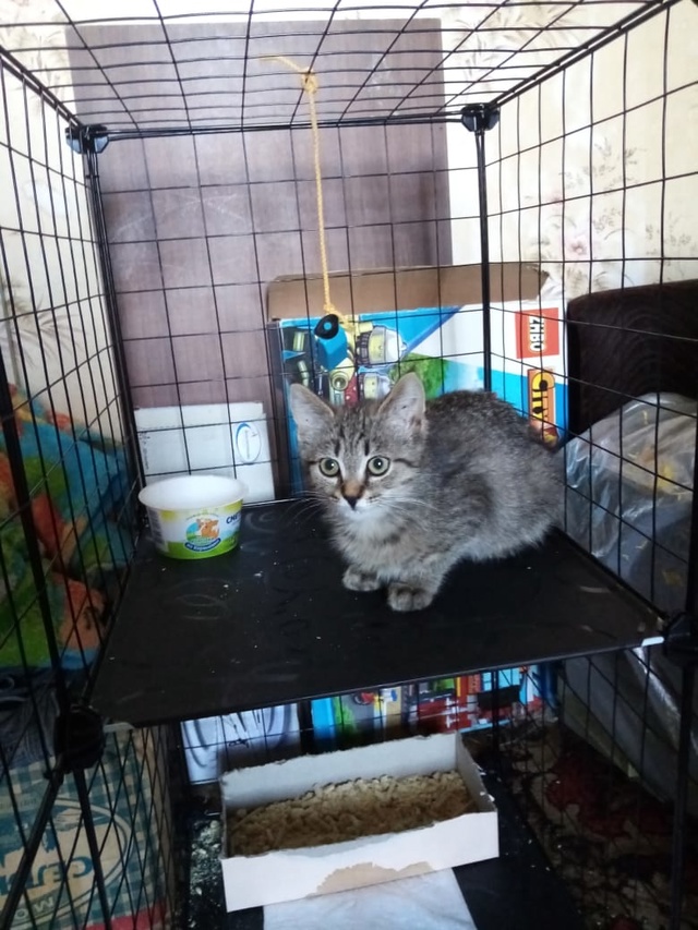 Уважаемые подписчики группы, 2 миленький котёнка очень...