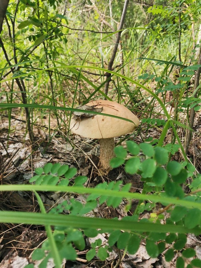 ? Красота в лесу